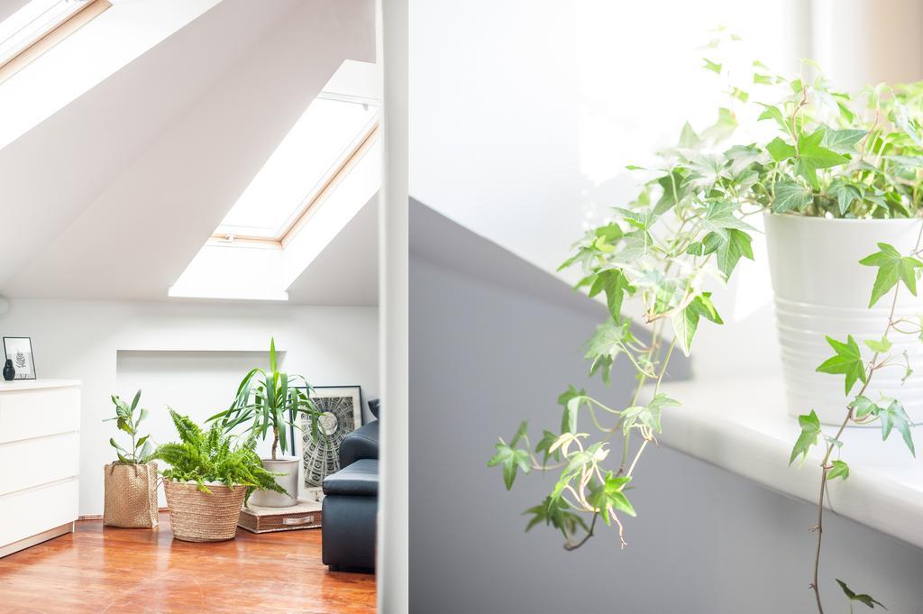 Ludwinowski Apartament *
